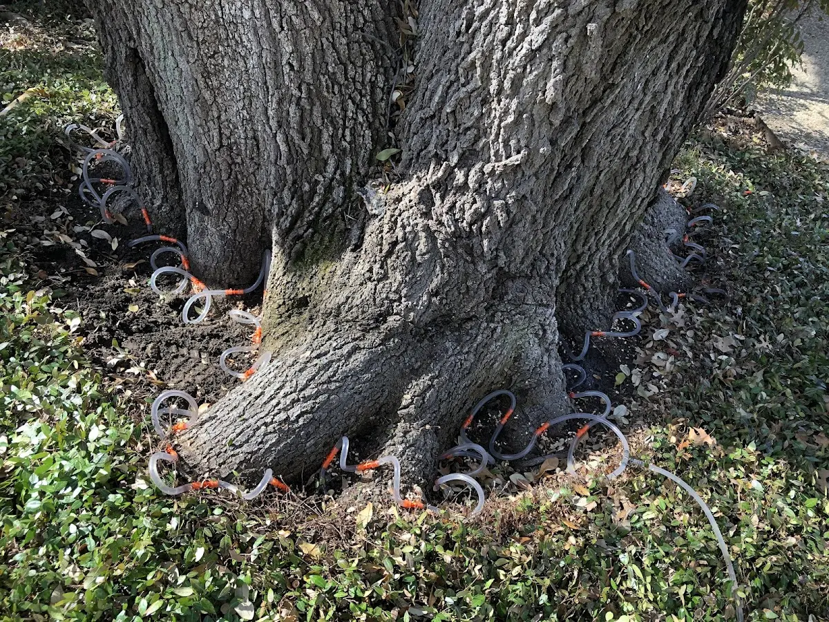 Detailed Tree Cabling and Bracing job site in Iron Station