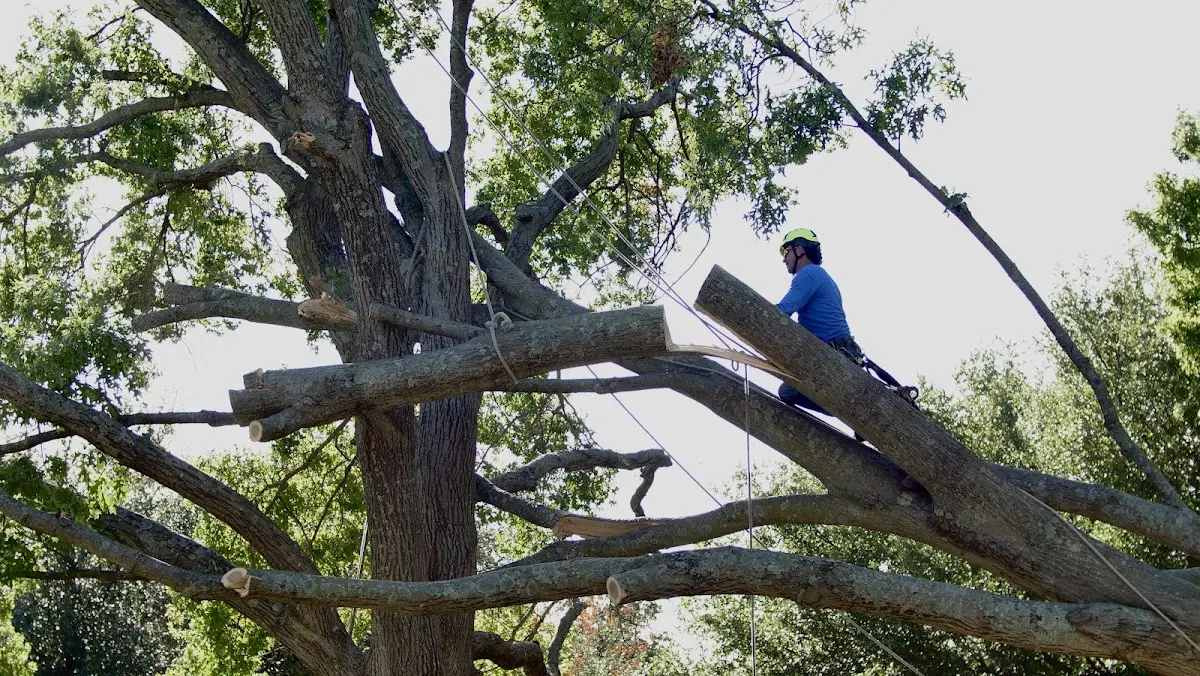 Professional Hazardous Tree Removal performed by certified arborists in Iron Station