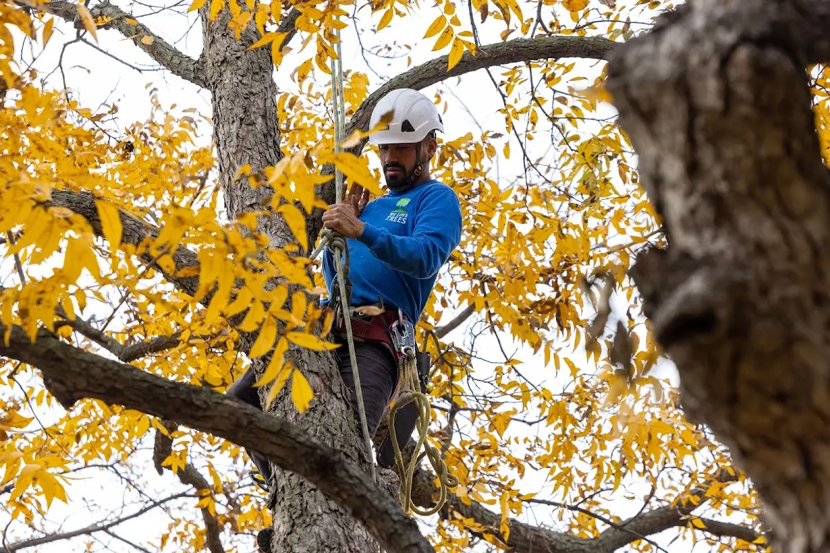 Skilled Emergency Tree Service crew working in Iron Station
